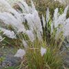 Calamagrostis Brachytricha